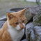 思案する猫