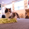 猫の目線