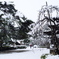 雪の法隆寺5