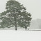 皇居東御苑　雪景色