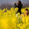 吾妻山公園　菜の花