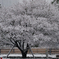 雪桜