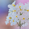 　'☆'･:*:　.White   Valentine　:*:･'ﾟ☆