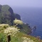 礼文島