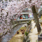 桜とシカ