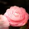 心に咲く花　Ⅱ