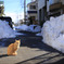 雪の中、何を思う？