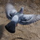 pigeon