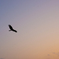 夕空をはばたく