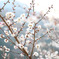 梅　2011
