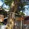 大宮八幡宮　1　共生の木