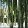 大宮八幡宮　３　竹林