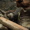 コツメカワウソ