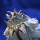 タカアシガニ