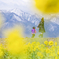 冠雪と菜の花