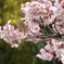 寒桜に遊ぶ？