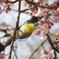 寒桜に遊ぶ？