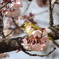 寒桜に遊ぶ？