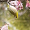 寒桜に遊ぶ？