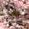 寒桜に遊ぶ？
