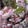 寒桜に遊ぶ？
