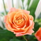 salmon pink rose