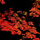 黒紅葉