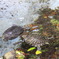 伊豆シャボテン公園