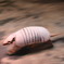 伊豆シャボテン公園