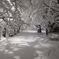 公園雪景色