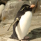 イワトビペンギン