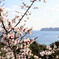 岬の梅