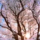 雪桜