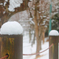 雪団子