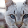 Blurry eyes