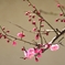 梅の花