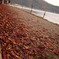 紅葉祭り