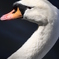 福山にも白鳥がいるんです。笑