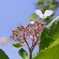 下から紫陽花
