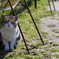 猫日和