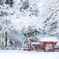 雪の花