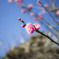 ume blossom
