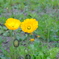 DSCF1239