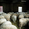 A Wild Sheep Chase #3