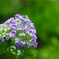 hydrangea