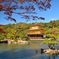 紅葉の金閣寺