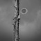 Utility pole