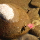 浮かぶもみじ