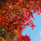 紅と空
