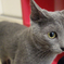 Gray Cat